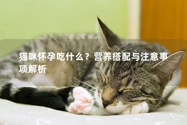 猫咪怀孕吃什么？营养搭配与注意事项解析