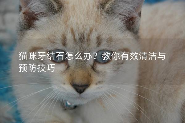 猫咪牙结石怎么办？教你有效清洁与预防技巧