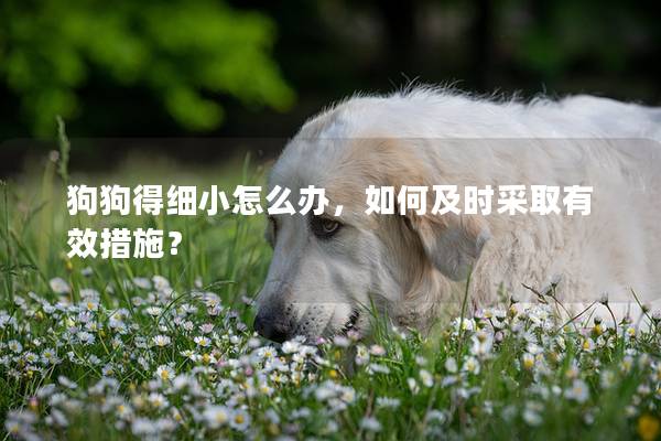 狗狗得细小怎么办，如何及时采取有效措施？