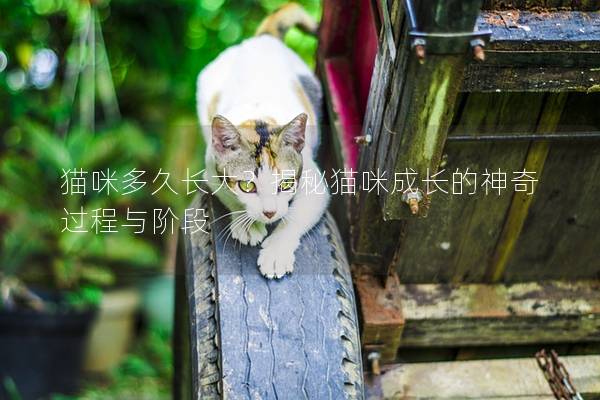 猫咪多久长大？揭秘猫咪成长的神奇过程与阶段