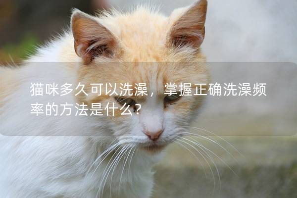 猫咪多久可以洗澡，掌握正确洗澡频率的方法是什么？