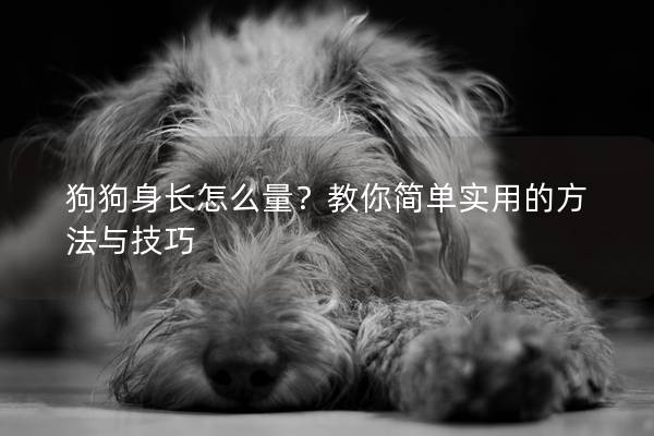 狗狗身长怎么量？教你简单实用的方法与技巧