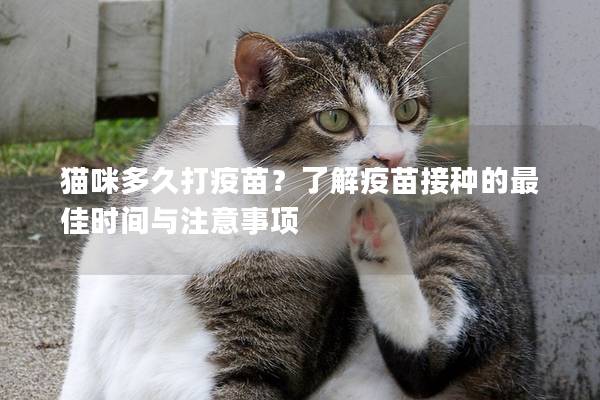 猫咪多久打疫苗？了解疫苗接种的最佳时间与注意事项