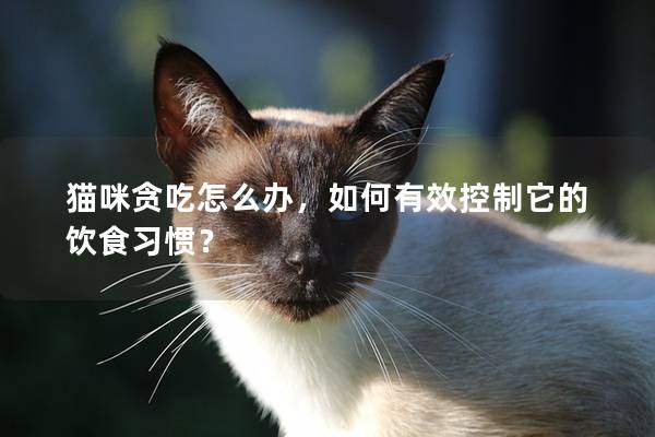 猫咪贪吃怎么办，如何有效控制它的饮食习惯？