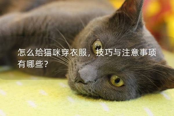 怎么给猫咪穿衣服，技巧与注意事项有哪些？