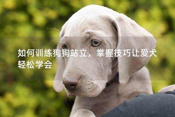 如何训练狗狗站立，掌握技巧让爱犬轻松学会