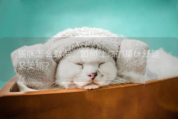 猫咪怎么剃毛，如何让你的猫咪舒适又美丽？