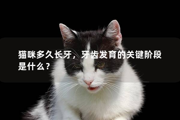 猫咪多久长牙，牙齿发育的关键阶段是什么？