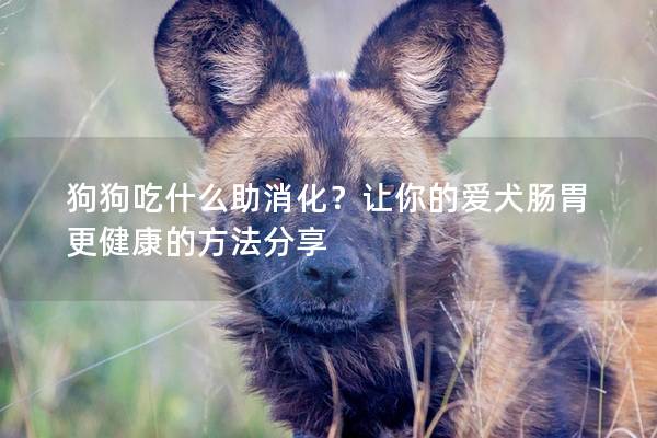 狗狗吃什么助消化？让你的爱犬肠胃更健康的方法分享