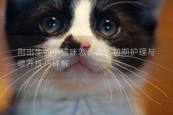 刚出生的小猫咪怎么养，初期护理与喂养技巧详解