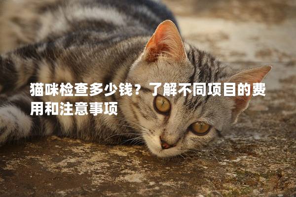 猫咪检查多少钱？了解不同项目的费用和注意事项