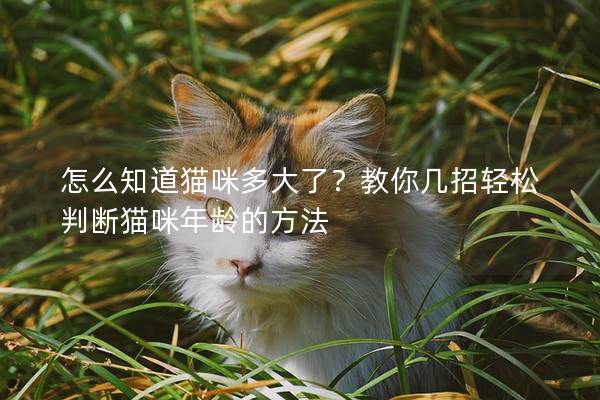 怎么知道猫咪多大了？教你几招轻松判断猫咪年龄的方法