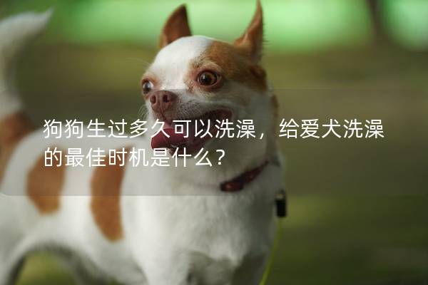 狗狗生过多久可以洗澡，给爱犬洗澡的最佳时机是什么？