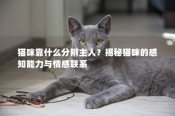 猫咪靠什么分辨主人？揭秘猫咪的感知能力与情感联系