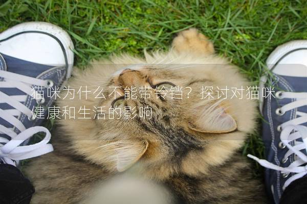 猫咪为什么不能带铃铛？探讨对猫咪健康和生活的影响