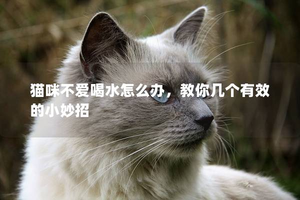 猫咪不爱喝水怎么办，教你几个有效的小妙招