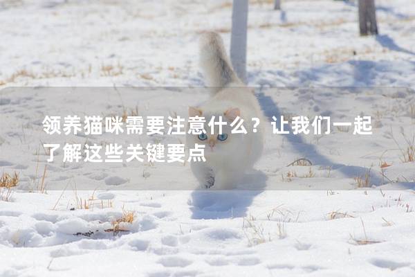 领养猫咪需要注意什么？让我们一起了解这些关键要点