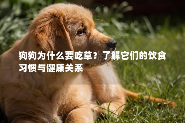 狗狗为什么要吃草？了解它们的饮食习惯与健康关系