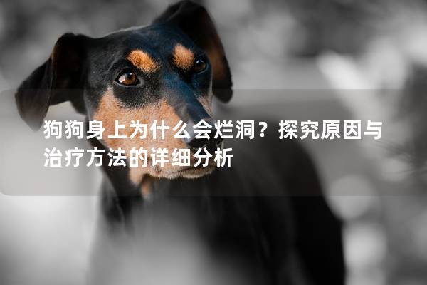 狗狗身上为什么会烂洞？探究原因与治疗方法的详细分析