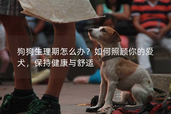 狗狗生理期怎么办？如何照顾你的爱犬，保持健康与舒适