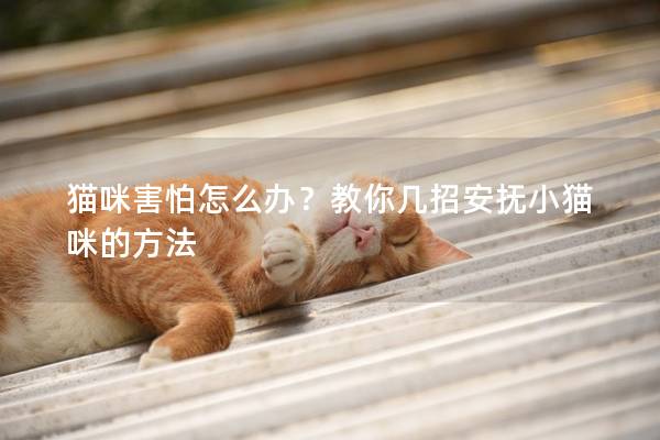 猫咪害怕怎么办？教你几招安抚小猫咪的方法