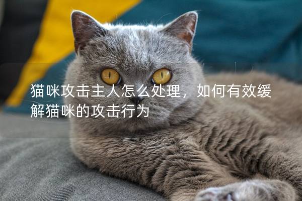 猫咪攻击主人怎么处理，如何有效缓解猫咪的攻击行为