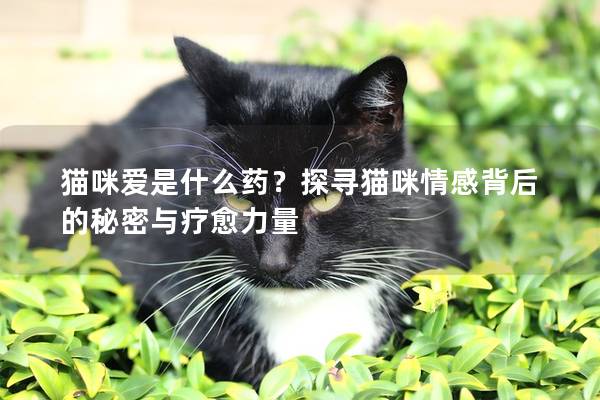 猫咪爱是什么药？探寻猫咪情感背后的秘密与疗愈力量