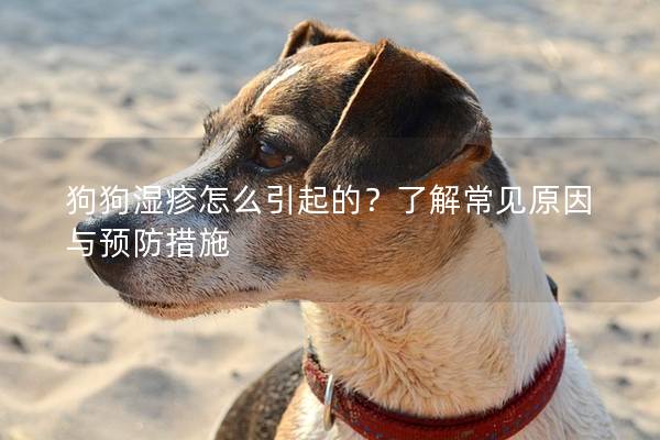 狗狗湿疹怎么引起的？了解常见原因与预防措施