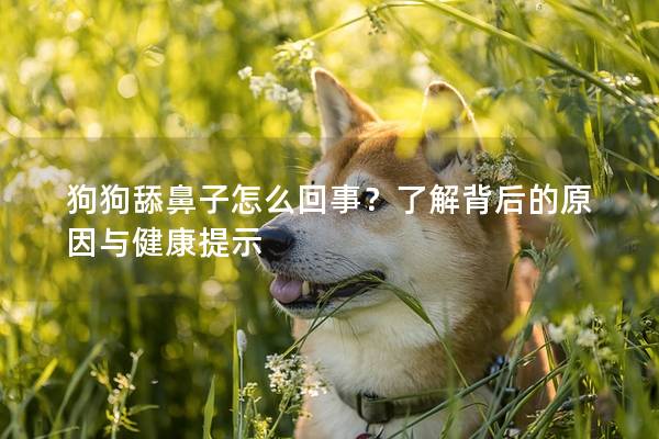 狗狗舔鼻子怎么回事？了解背后的原因与健康提示