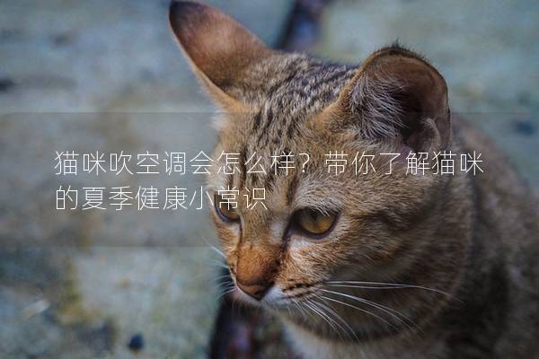 猫咪吹空调会怎么样？带你了解猫咪的夏季健康小常识