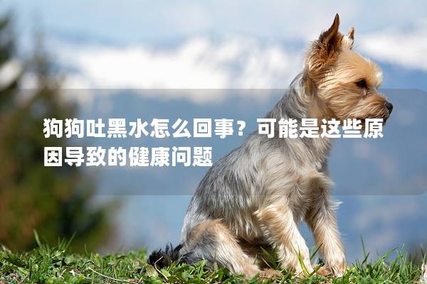 狗狗吐黑水怎么回事？可能是这些原因导致的健康问题