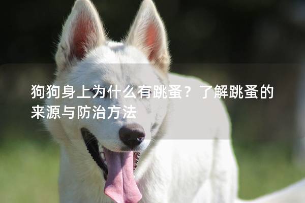 狗狗身上为什么有跳蚤？了解跳蚤的来源与防治方法