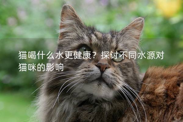 猫喝什么水更健康？探讨不同水源对猫咪的影响