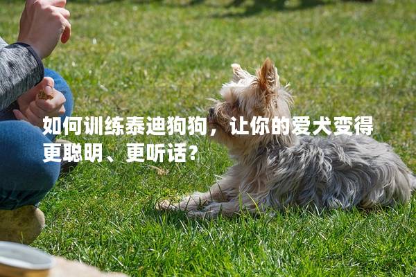 如何训练泰迪狗狗，让你的爱犬变得更聪明、更听话？