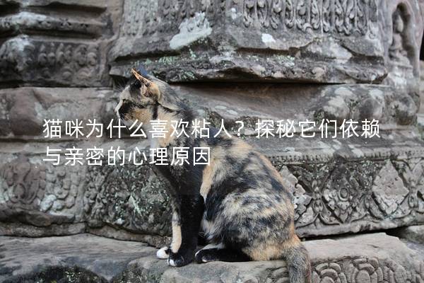 猫咪为什么喜欢粘人？探秘它们依赖与亲密的心理原因