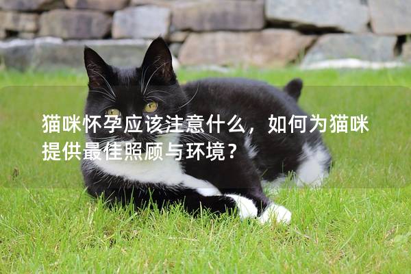 猫咪怀孕应该注意什么，如何为猫咪提供最佳照顾与环境？