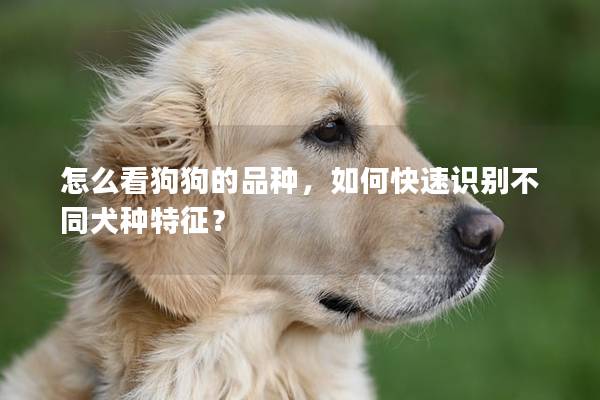 怎么看狗狗的品种，如何快速识别不同犬种特征？