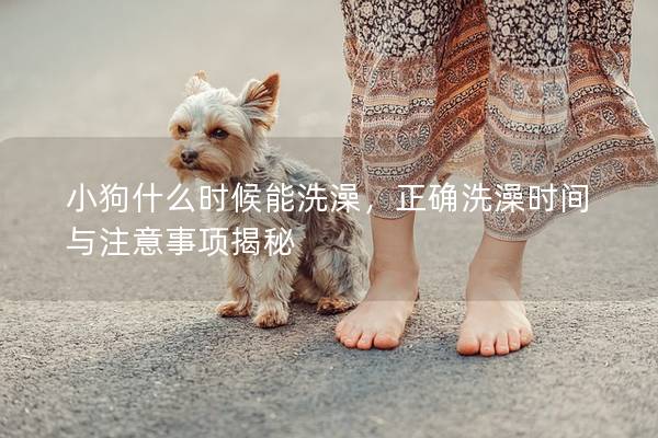 小狗什么时候能洗澡，正确洗澡时间与注意事项揭秘