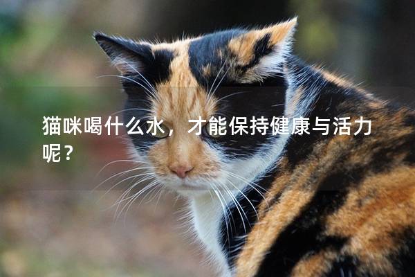 猫咪喝什么水，才能保持健康与活力呢？