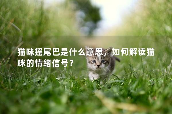 猫咪摇尾巴是什么意思，如何解读猫咪的情绪信号？