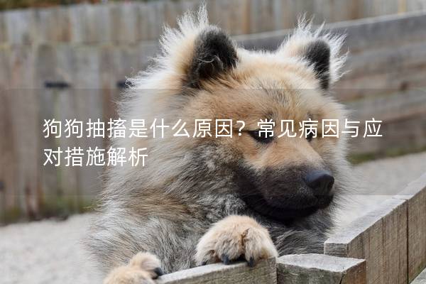 狗狗抽搐是什么原因？常见病因与应对措施解析