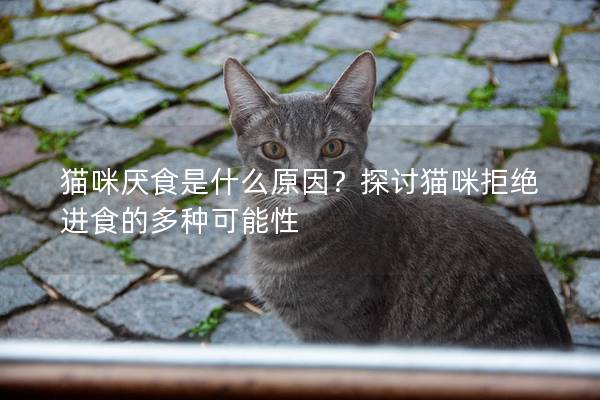 猫咪厌食是什么原因？探讨猫咪拒绝进食的多种可能性