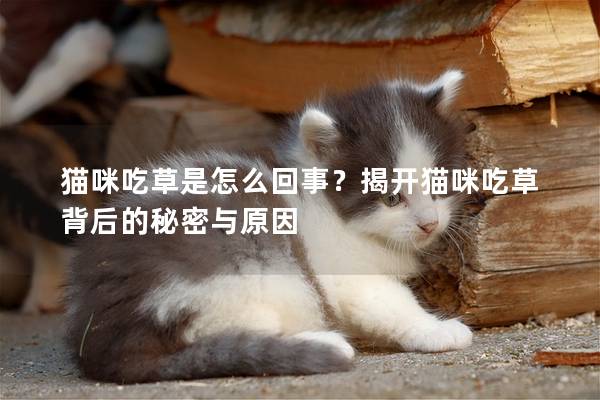 猫咪吃草是怎么回事？揭开猫咪吃草背后的秘密与原因