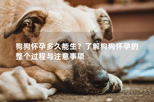 狗狗怀孕多久能生？了解狗狗怀孕的整个过程与注意事项