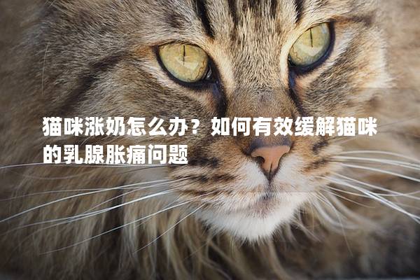 猫咪涨奶怎么办？如何有效缓解猫咪的乳腺胀痛问题