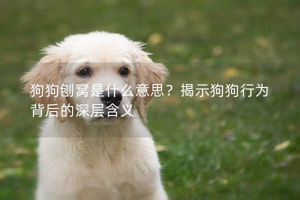 狗狗刨窝是什么意思？揭示狗狗行为背后的深层含义