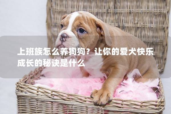 上班族怎么养狗狗？让你的爱犬快乐成长的秘诀是什么