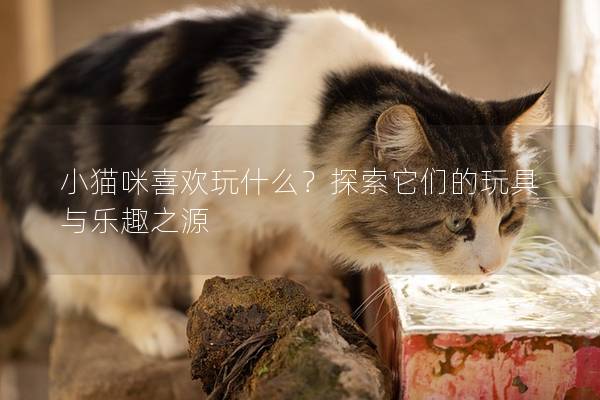 小猫咪喜欢玩什么？探索它们的玩具与乐趣之源