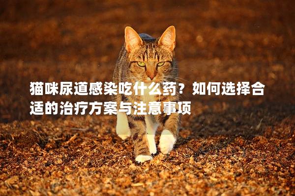 猫咪尿道感染吃什么药？如何选择合适的治疗方案与注意事项