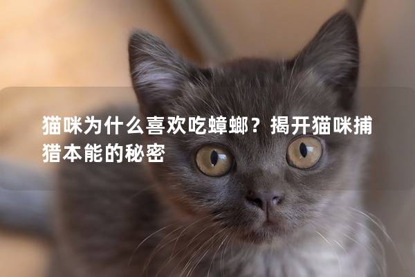 猫咪为什么喜欢吃蟑螂？揭开猫咪捕猎本能的秘密